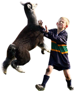 alpaca :alpaca: